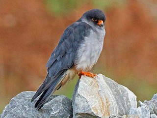  - Amur Falcon