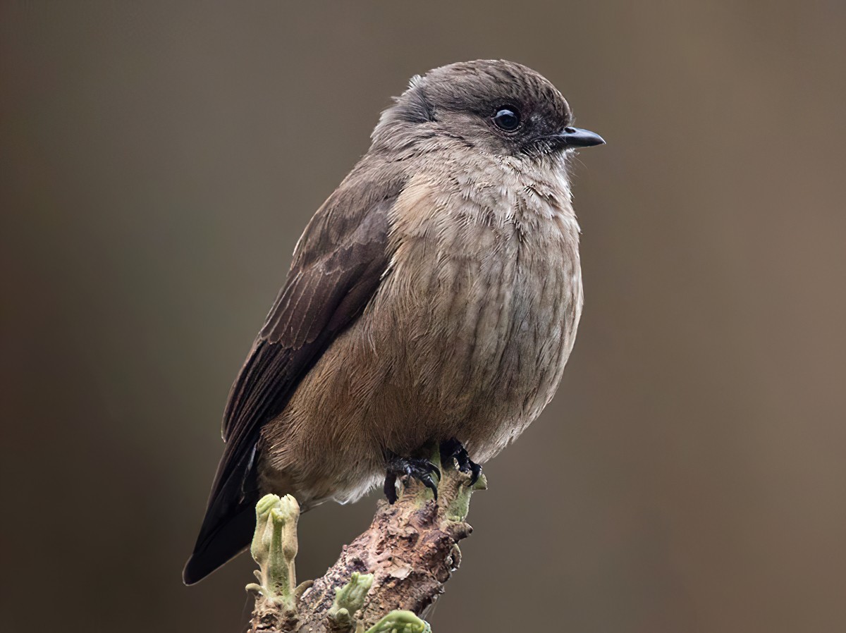 Sooty Flycatcher - Lars Petersson | My World of Bird Photography