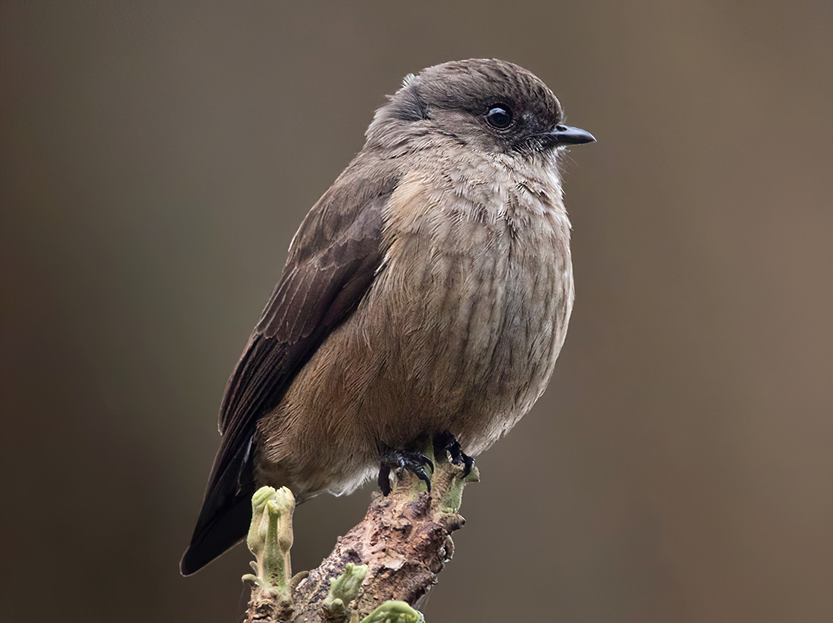 Sooty Flycatcher - eBird