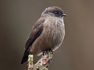  - Sooty Flycatcher