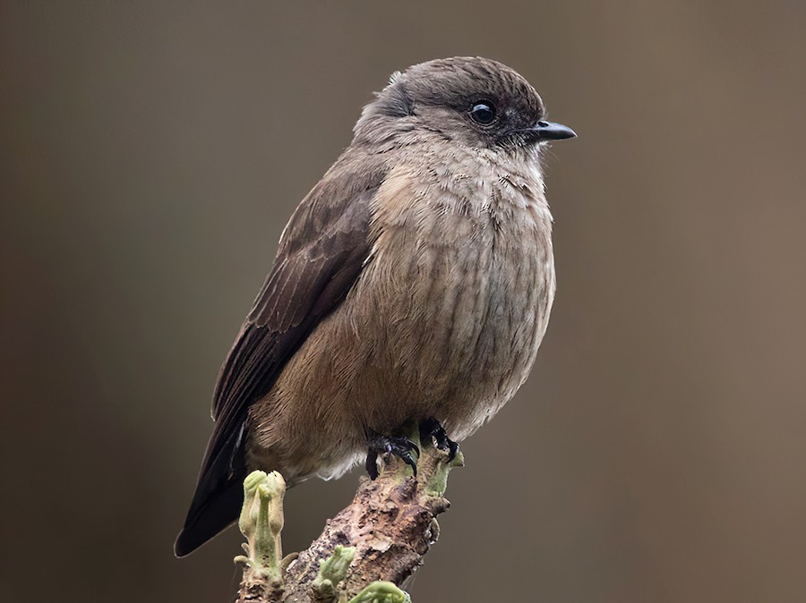 Sooty Flycatcher - eBird