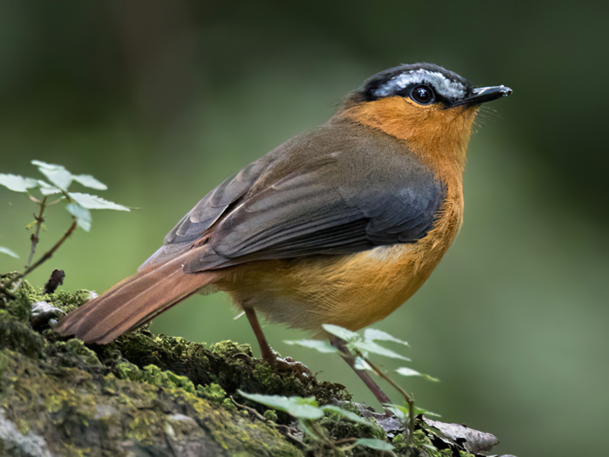 Gray-winged Robin-Chat - Lars Petersson | My World of Bird Photography