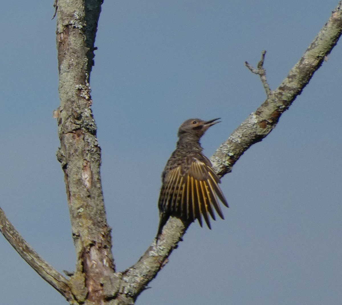 Northern Flicker (Yellow-shafted) - ML254021771