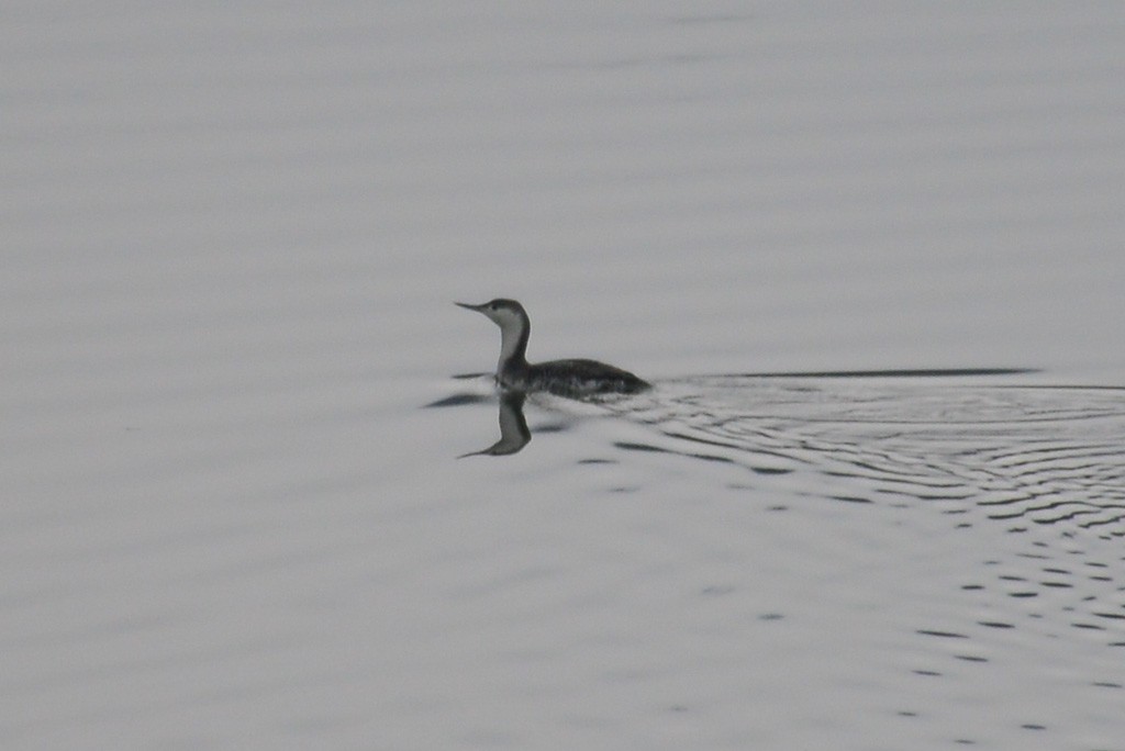Red-throated Loon - ML25402181