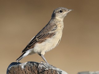  - Northern Wheatear