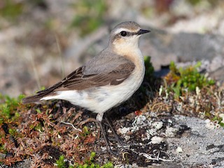  - Northern Wheatear