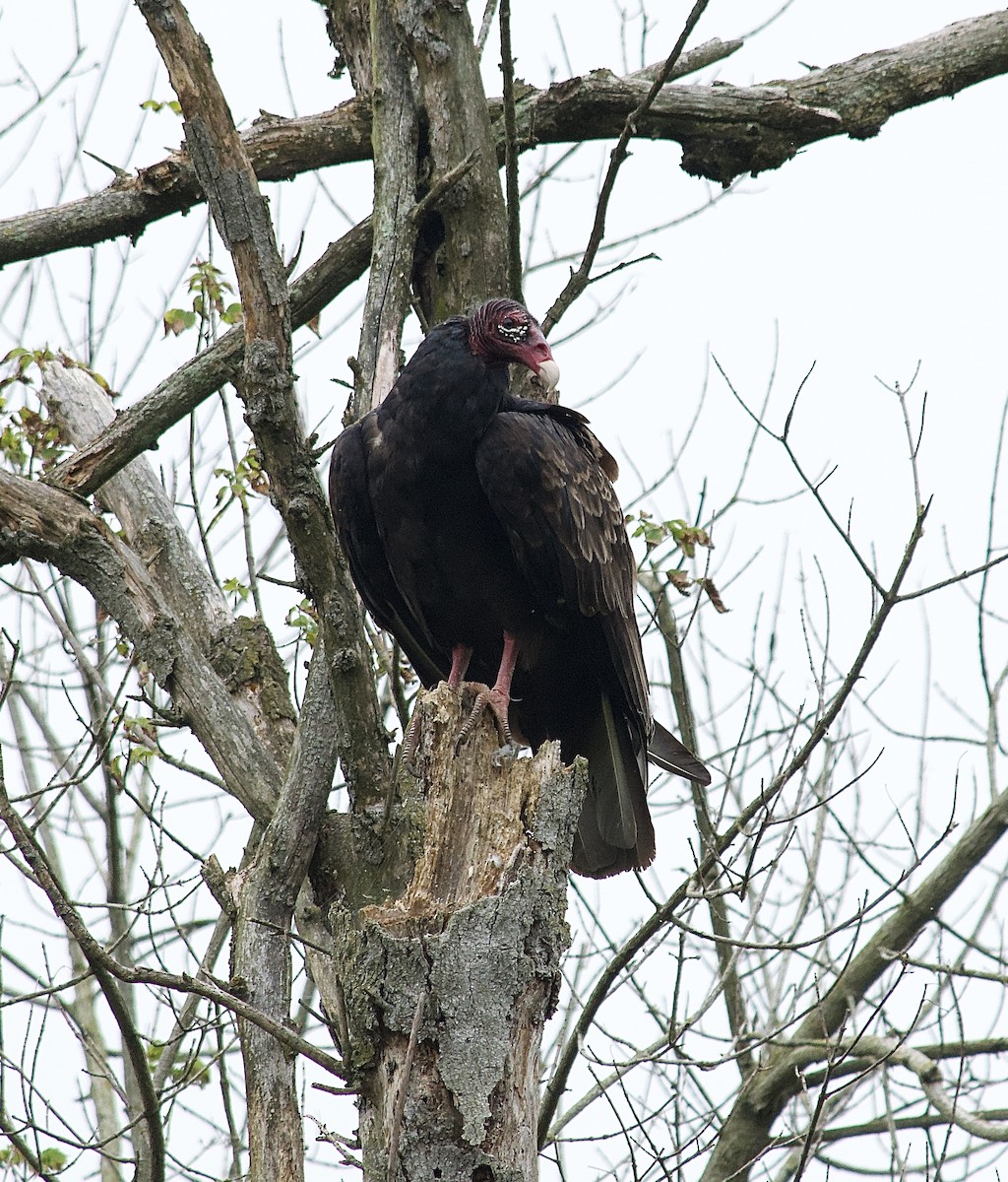 Turkey Vulture - ML254024161