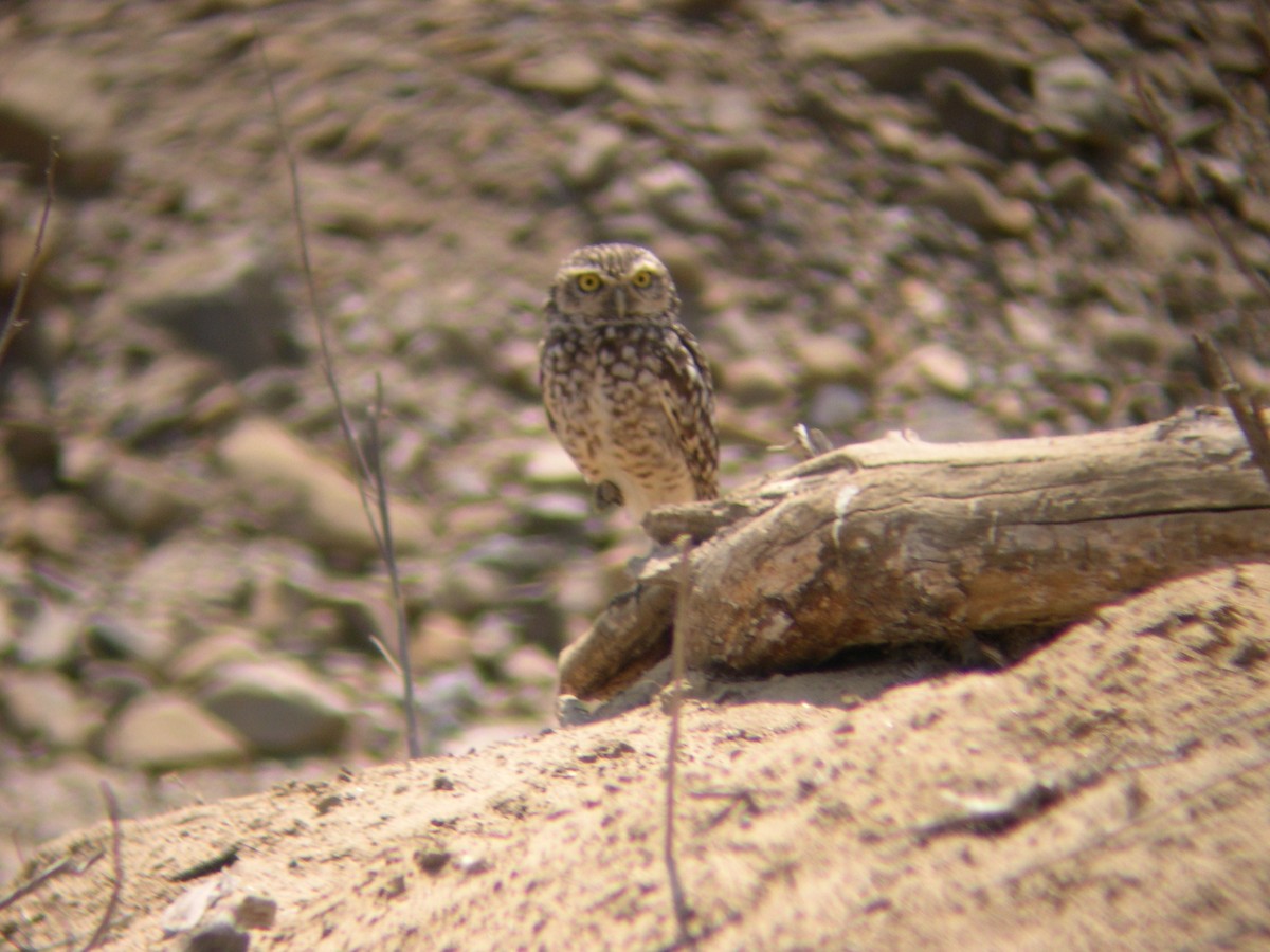 Burrowing Owl - Daniel Lebbin