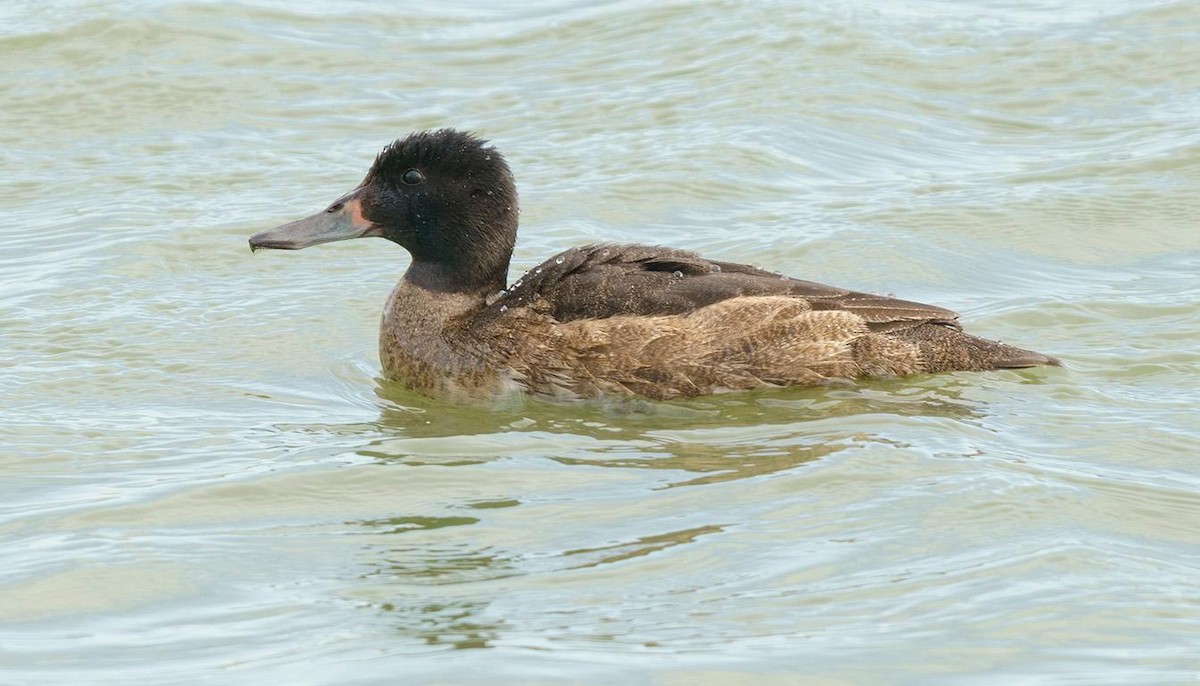 Black-headed Duck - ML254025811