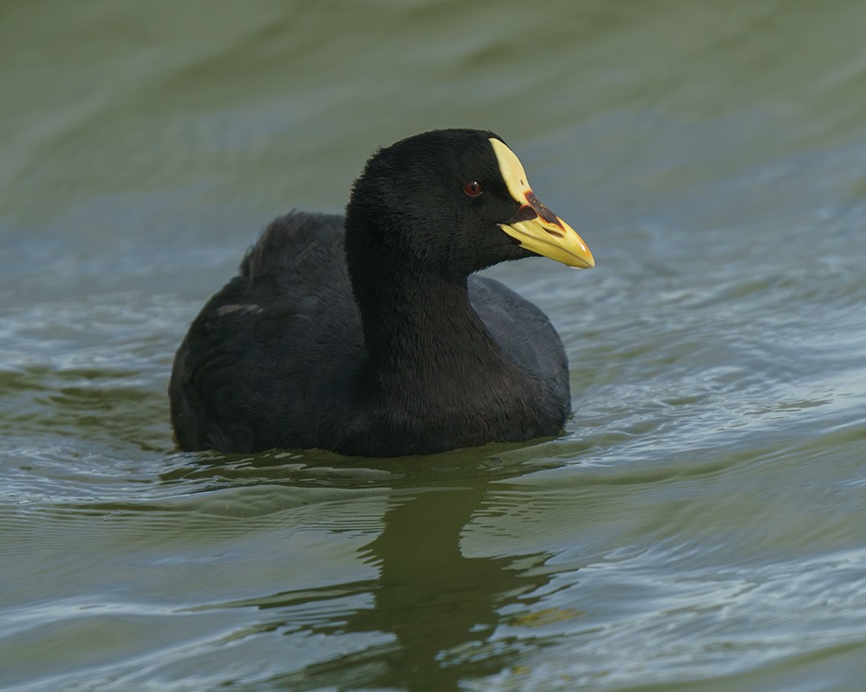 Red-gartered Coot - ML254025911