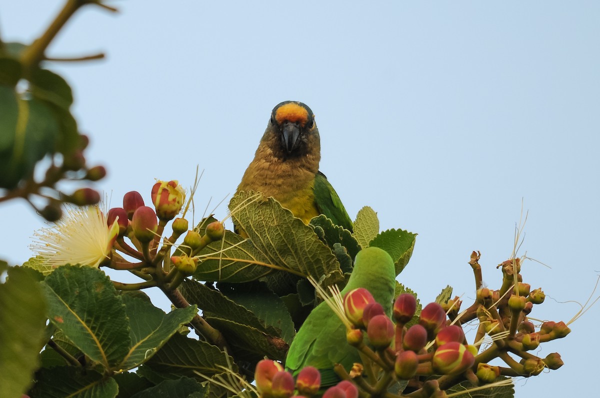 Peach-fronted Parakeet - Augusto Faustino