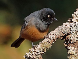 成鳥 (Rufous-bellied) - Nigel Voaden - ML254026461
