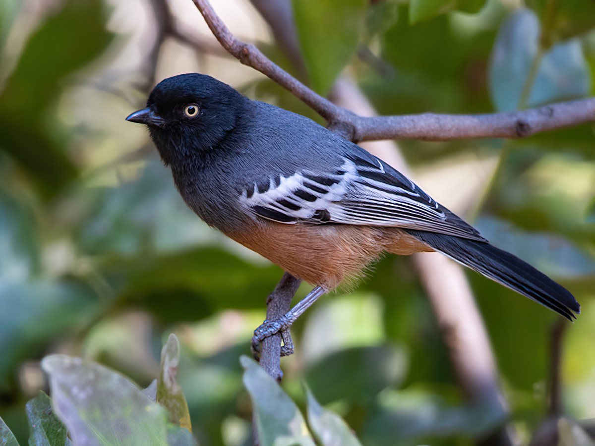 Rufousbellied/Cinnamonbreasted Tit eBird