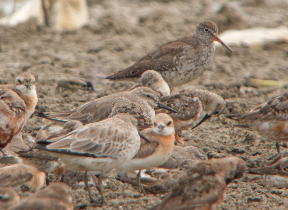 Red Knot - ML254026741