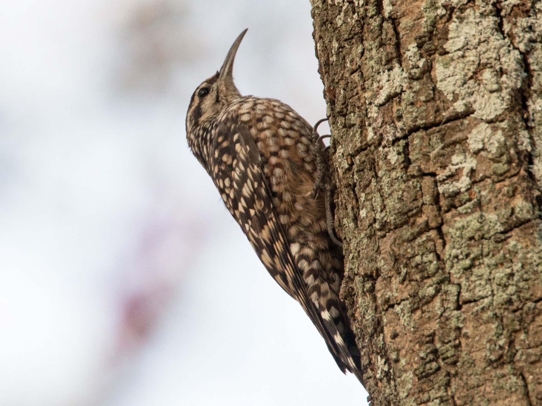African Spotted Creeper - Ian Davies