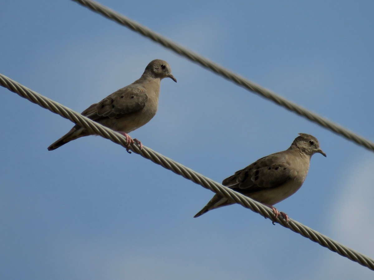 Plain-breasted Ground Dove - ML25402921