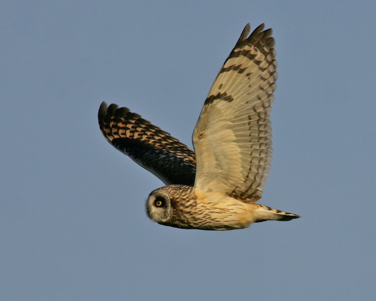 Short-eared Owl - ML25403031