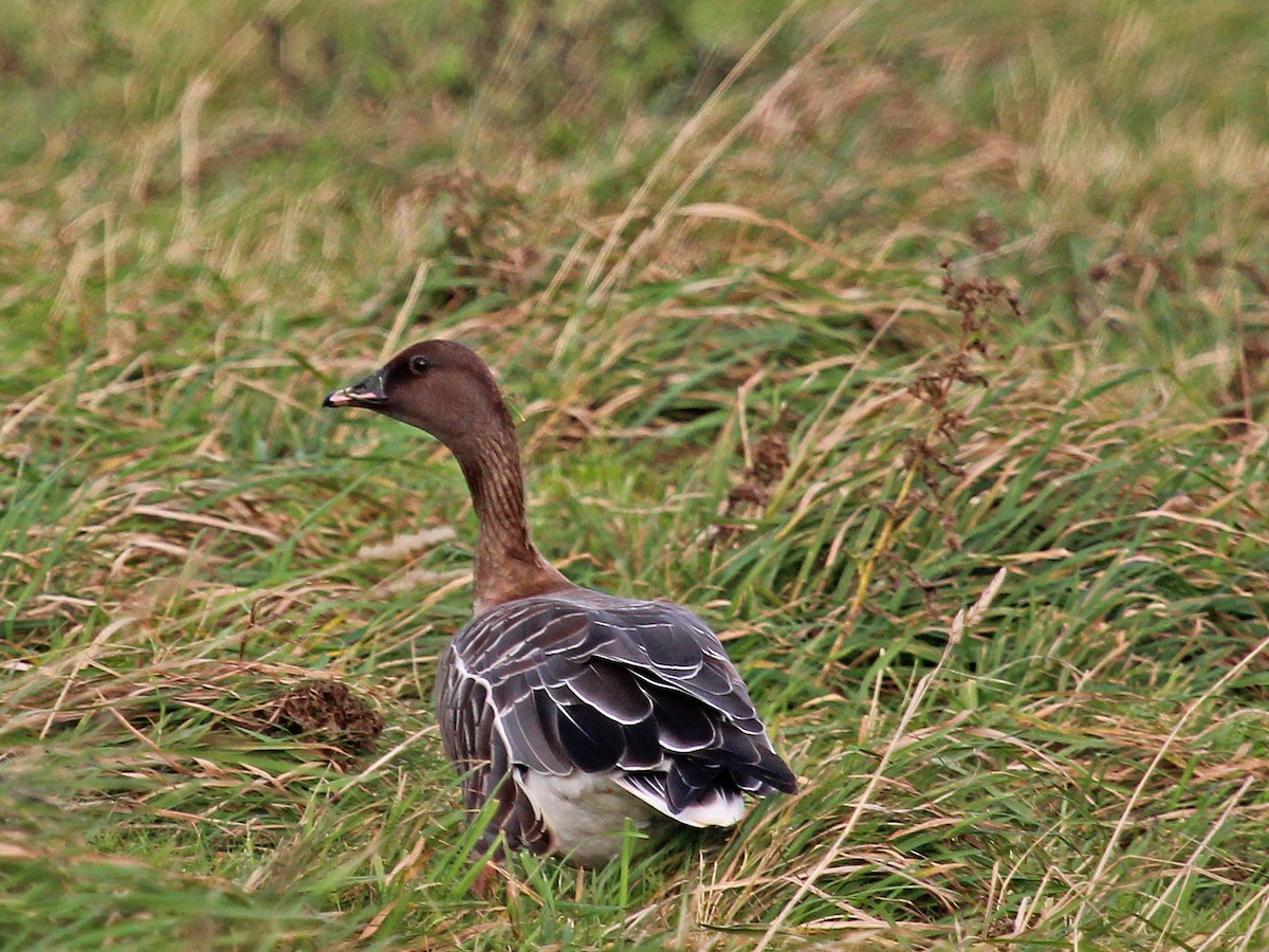 Pink-footed Goose - ML254035281