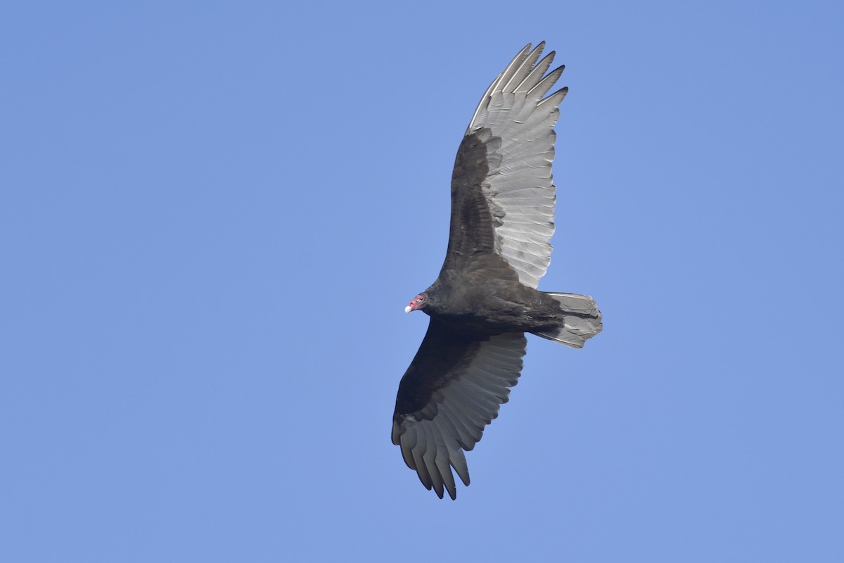 Turkey Vulture - ML254035661