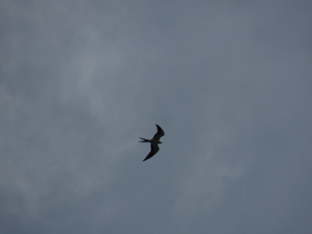 Swallow-tailed Kite - ML254036191