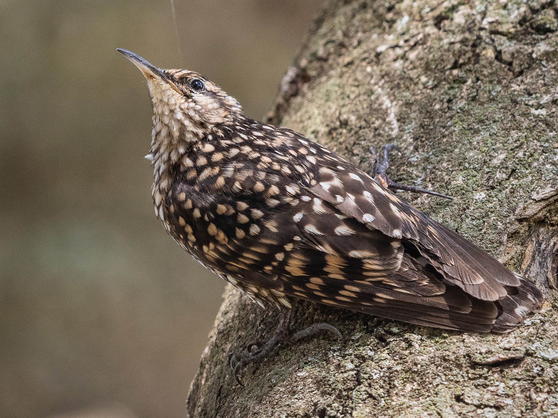 African Spotted Creeper eBird