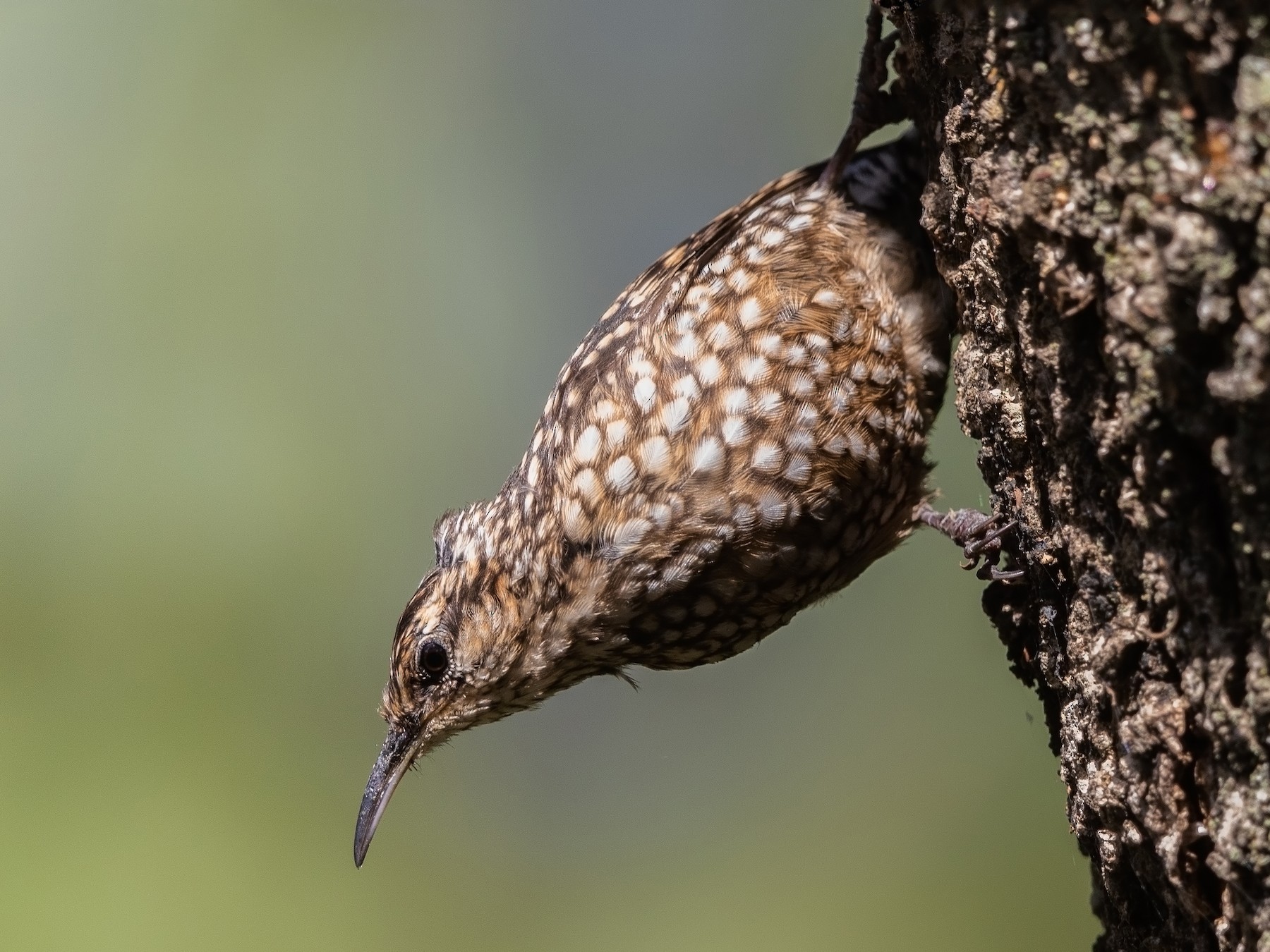 African Spotted Creeper eBird