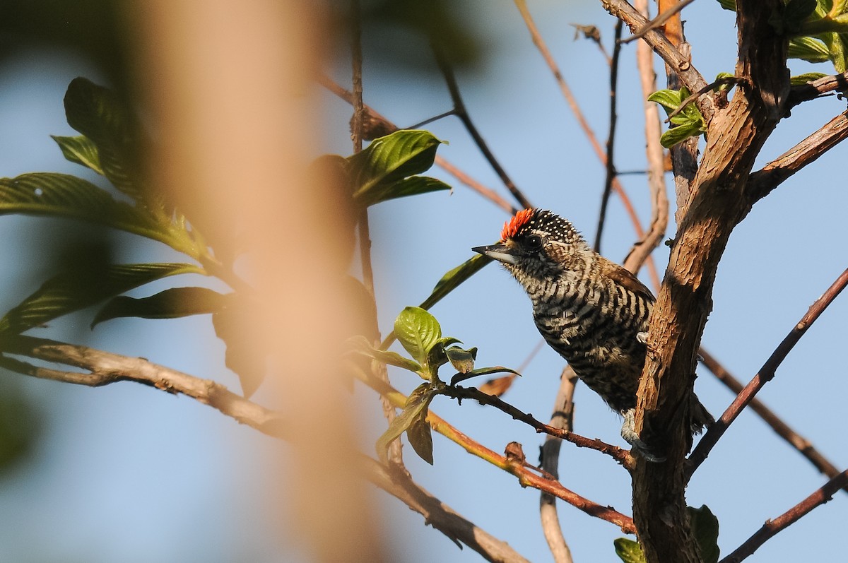 White-barred Piculet (White-barred) - Augusto Faustino