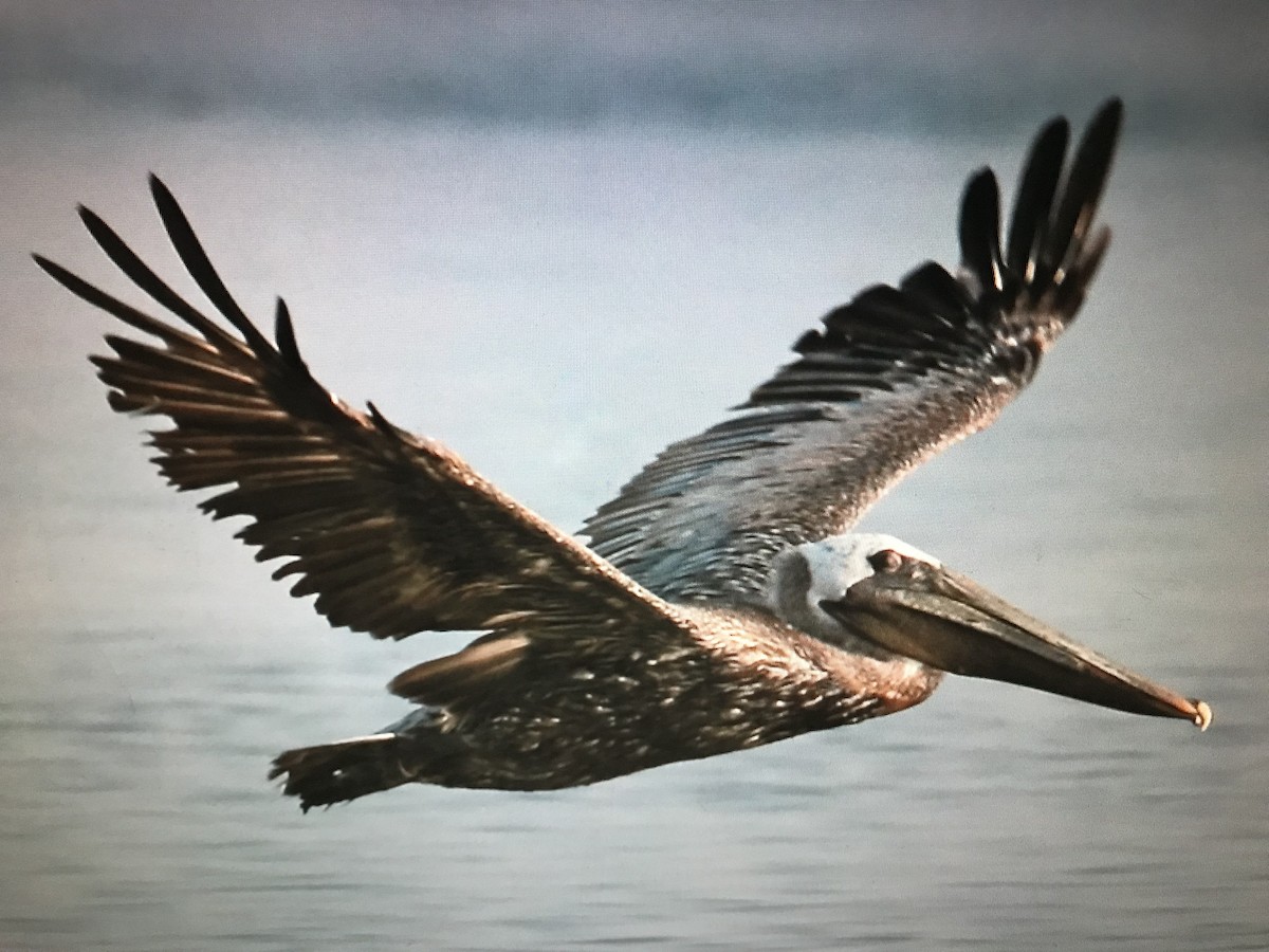 pelikán hnědý - ML254040601