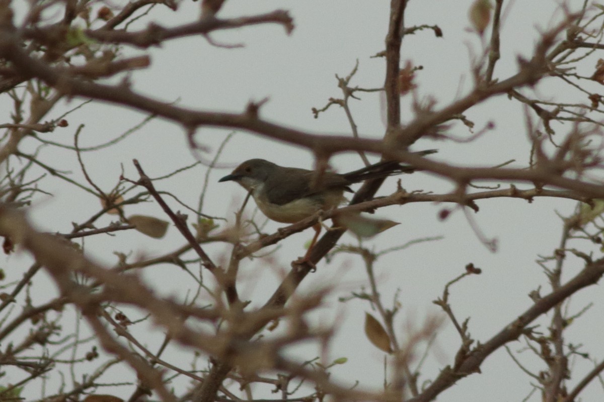 Red-fronted Prinia - ML254045141