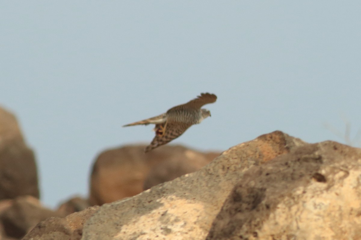 Eurasian Sparrowhawk - ML254045191