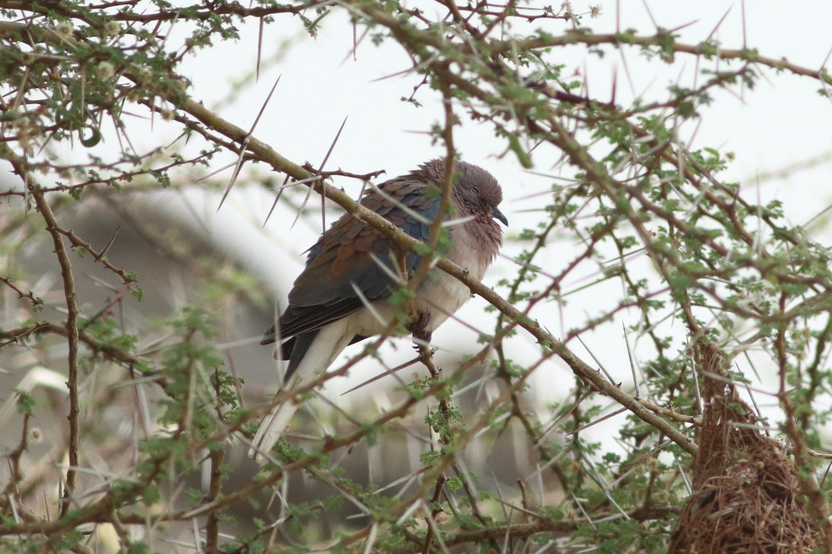 Laughing Dove - ML254045731