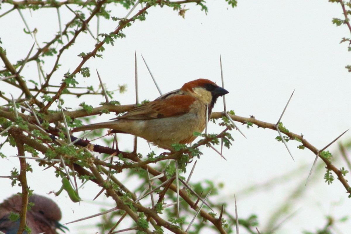 Somali Sparrow - Alexandre Hespanhol Leitão