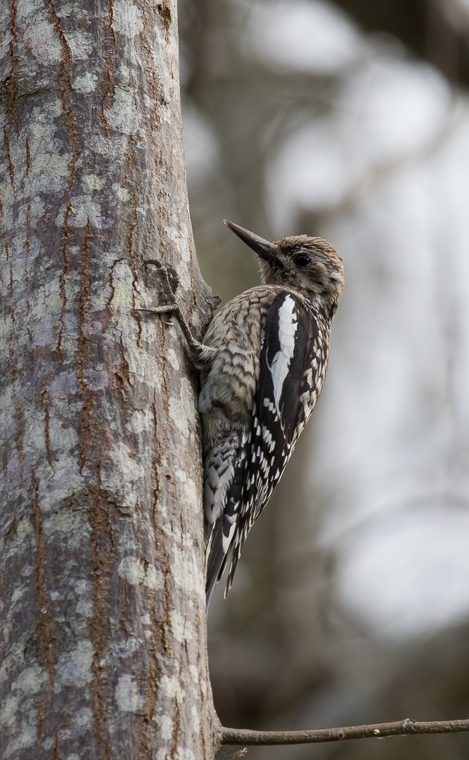 Yellow-bellied Sapsucker - Nic Webster
