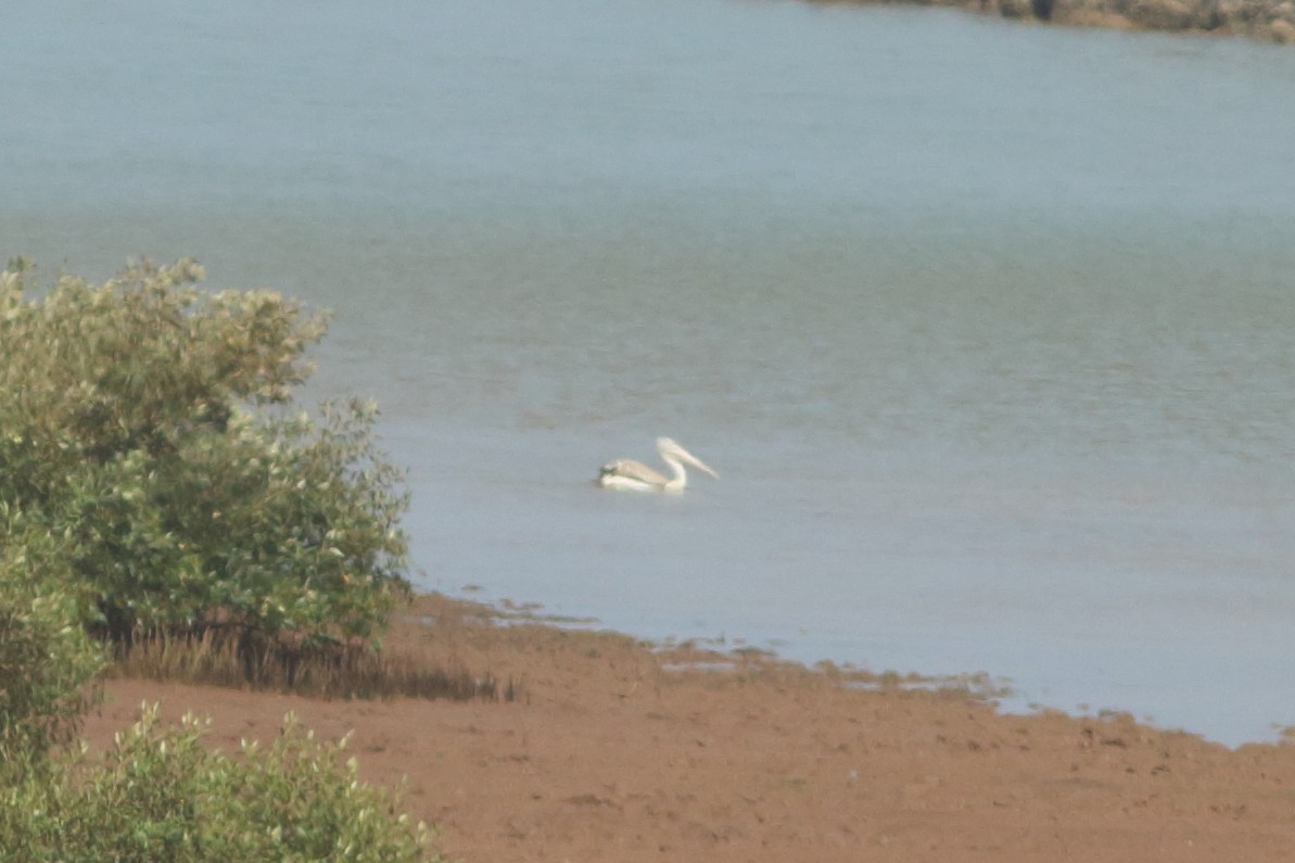 Pink-backed Pelican - ML254047581