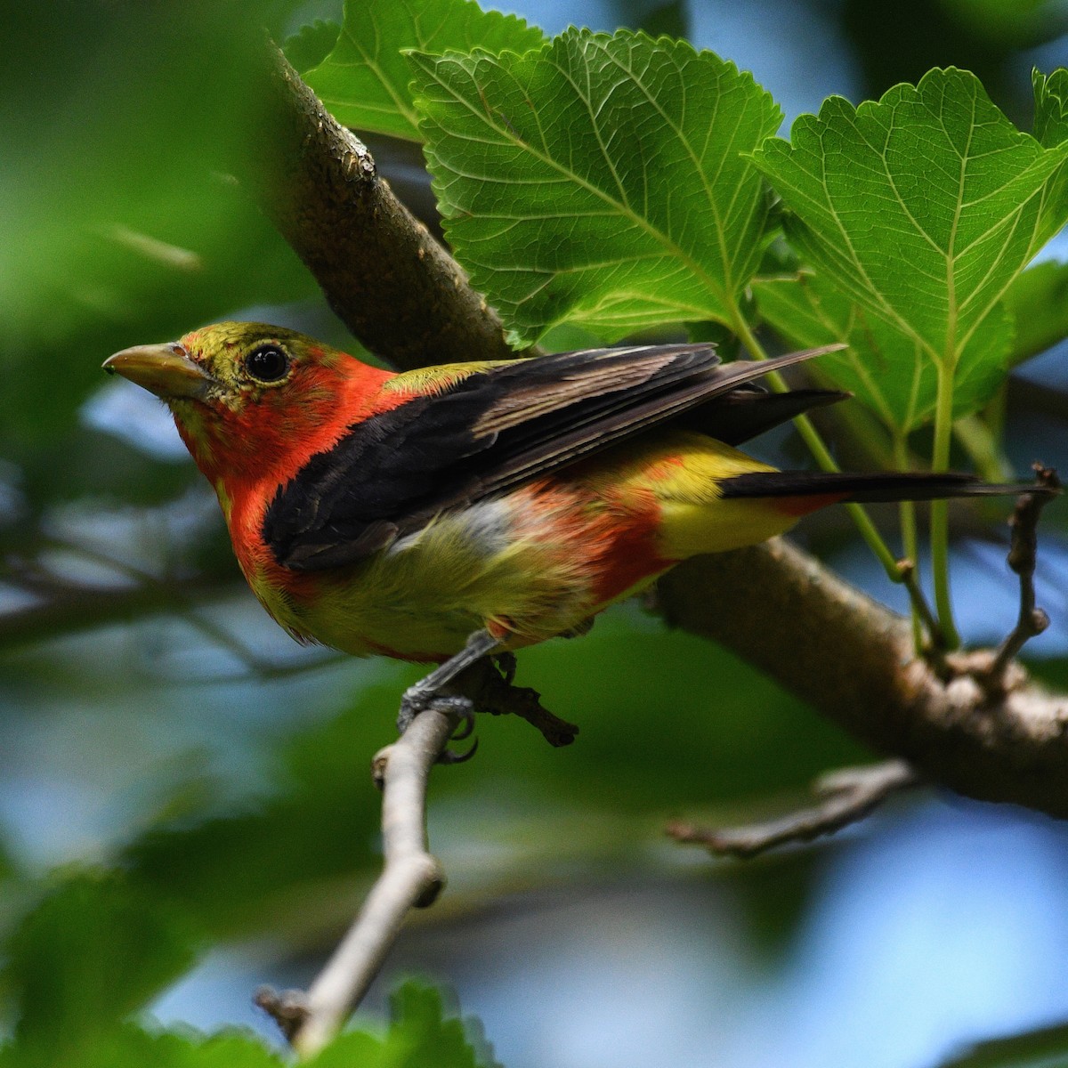 Scarlet Tanager - Claude St-Pierre