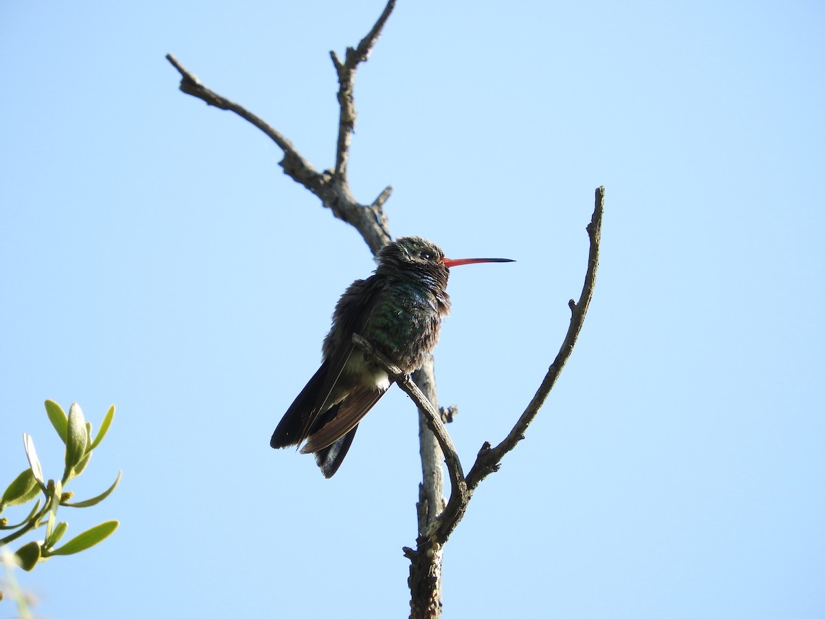 Broad-billed Hummingbird - ML254048441