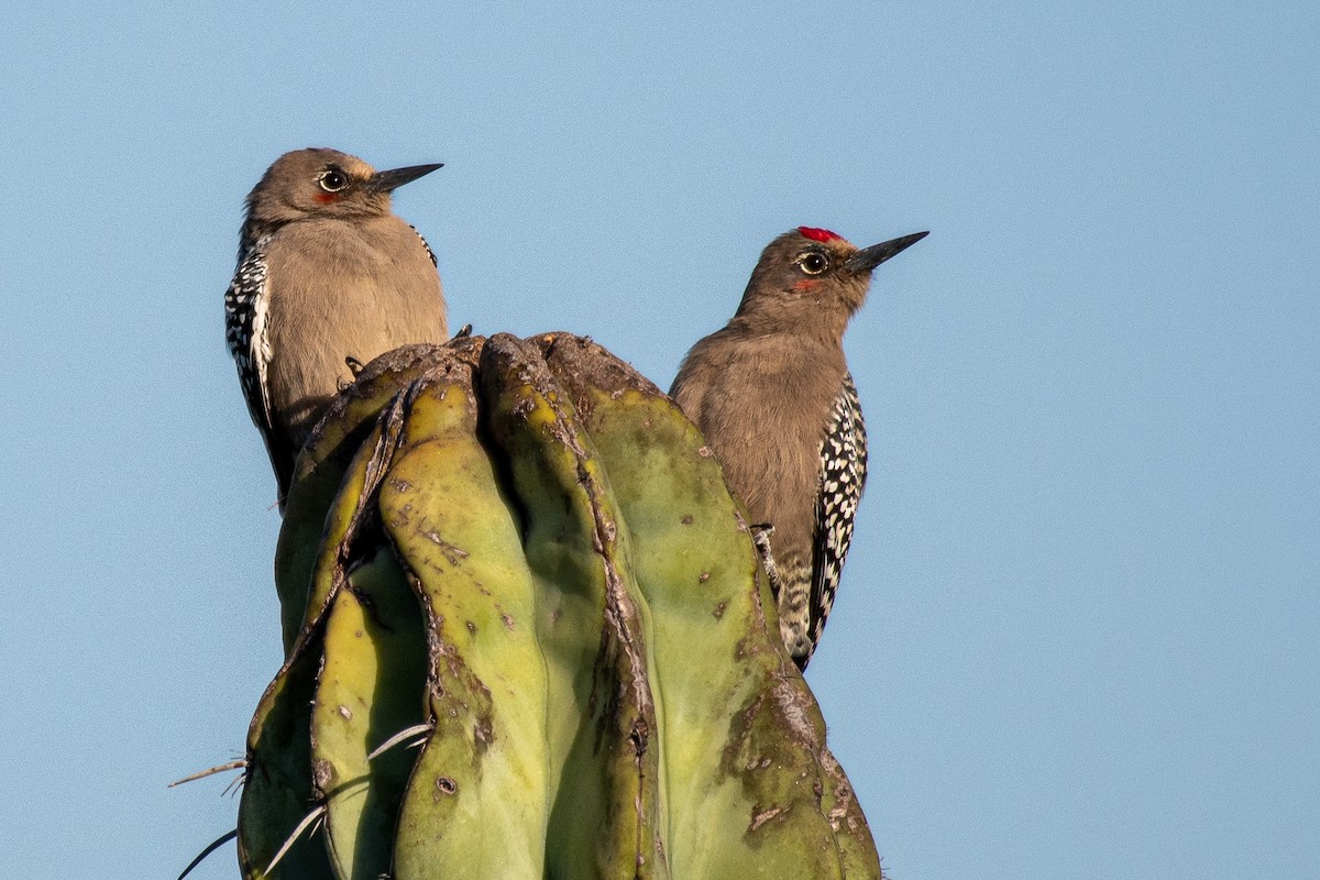 Gray-breasted Woodpecker - ML254048971