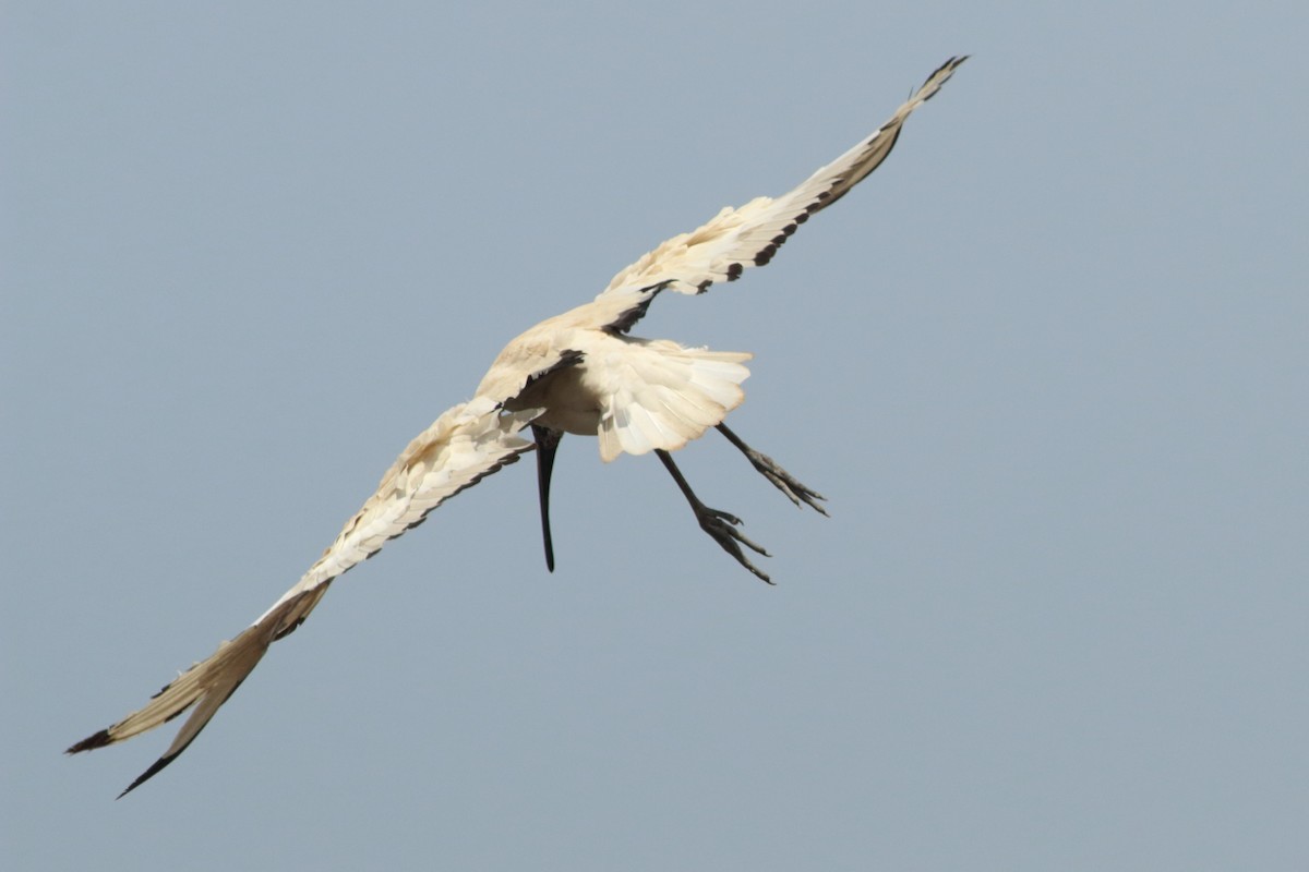 ibis posvátný - ML254050091