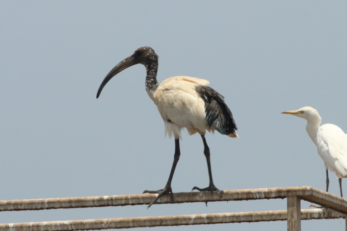 ibis posvátný - ML254050121