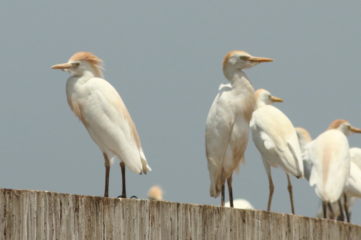 Чапля єгипетська (підвид ibis) - ML254050221