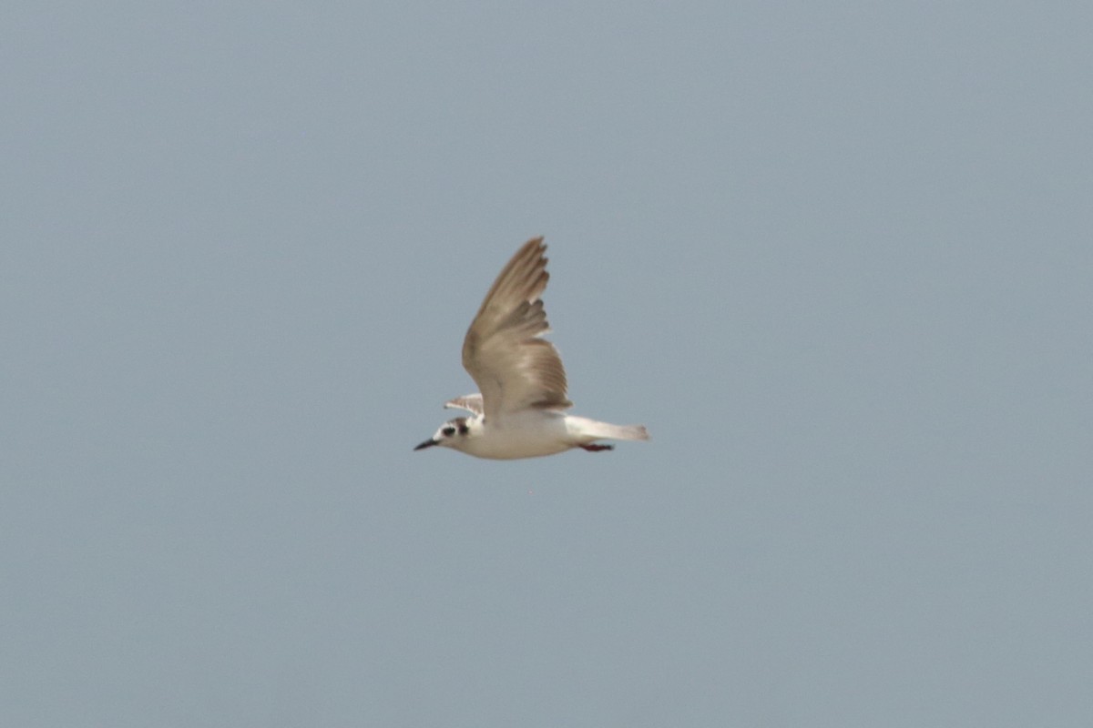 White-winged Tern - ML254050241