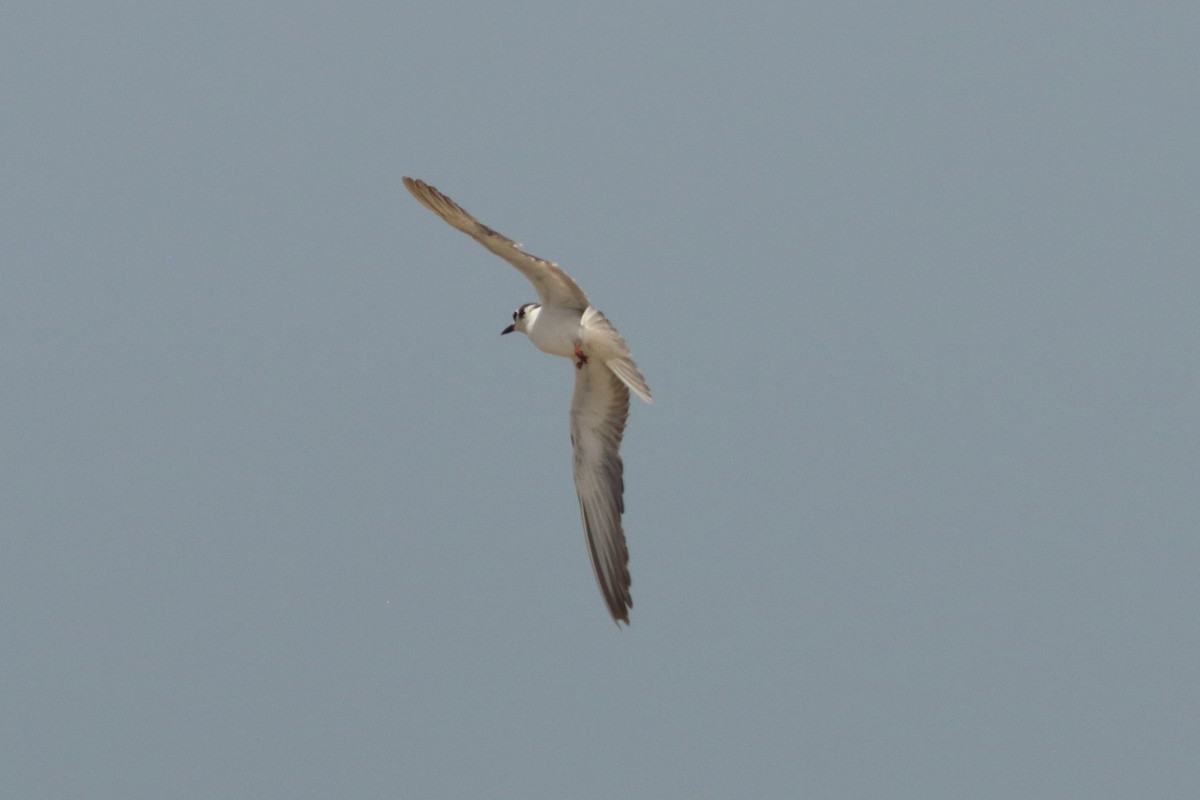 White-winged Tern - ML254050261