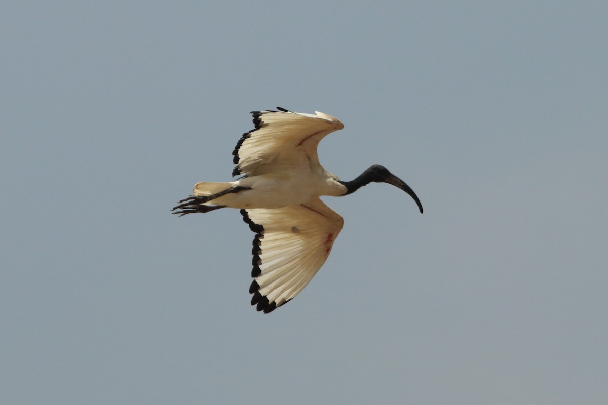 ibis posvátný - ML254050691