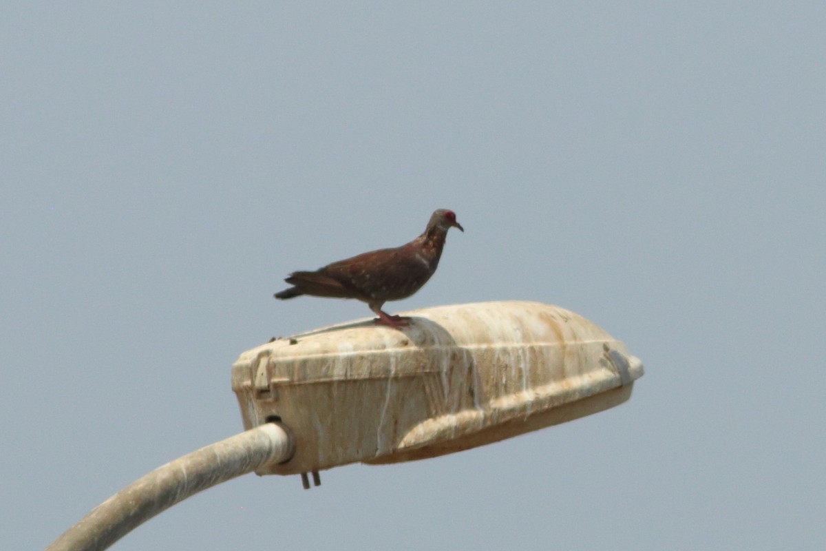 Speckled Pigeon - ML254050721