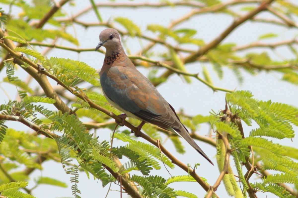 Laughing Dove - ML254050831