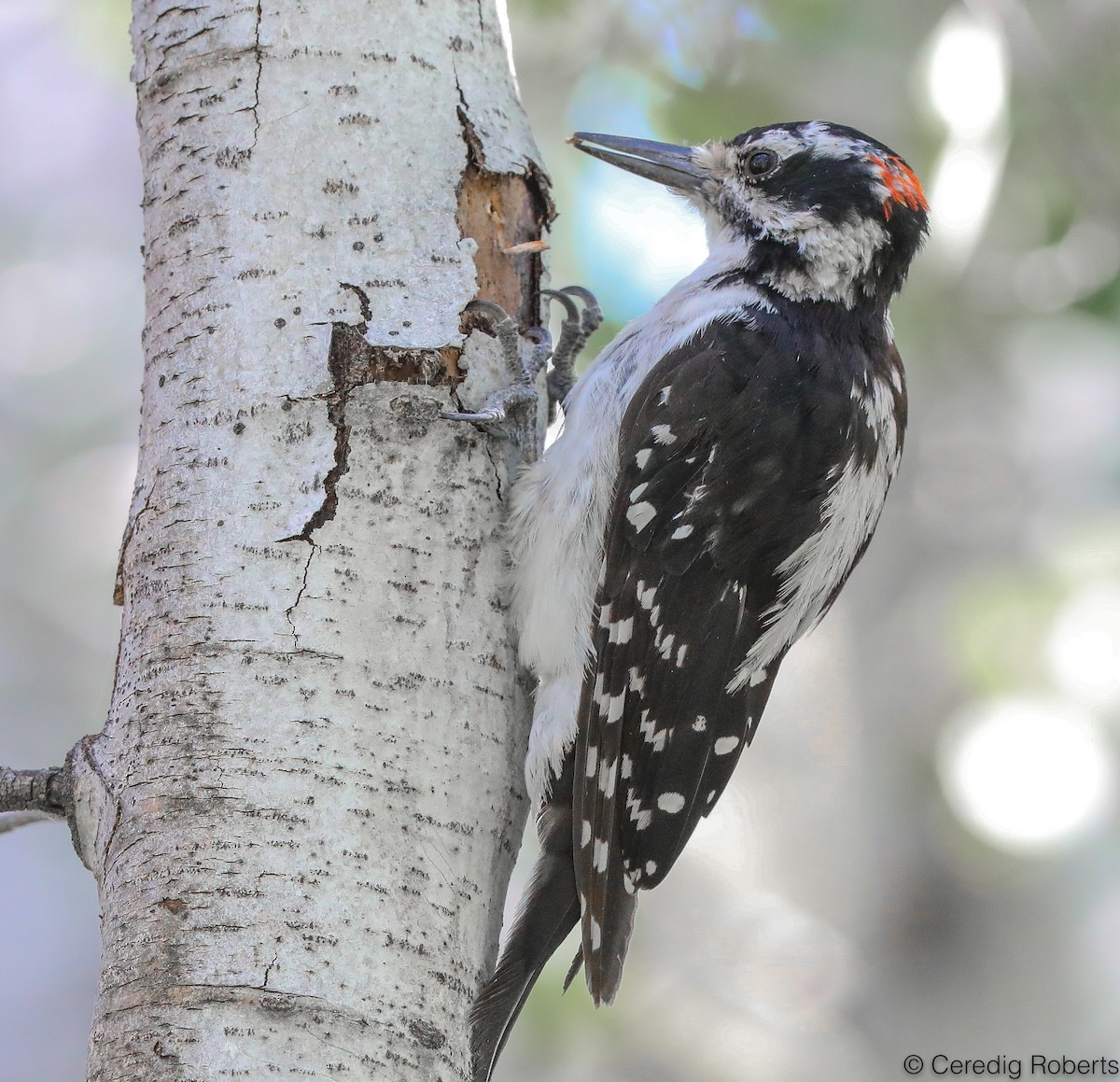 Hairy Woodpecker - Ceredig  Roberts