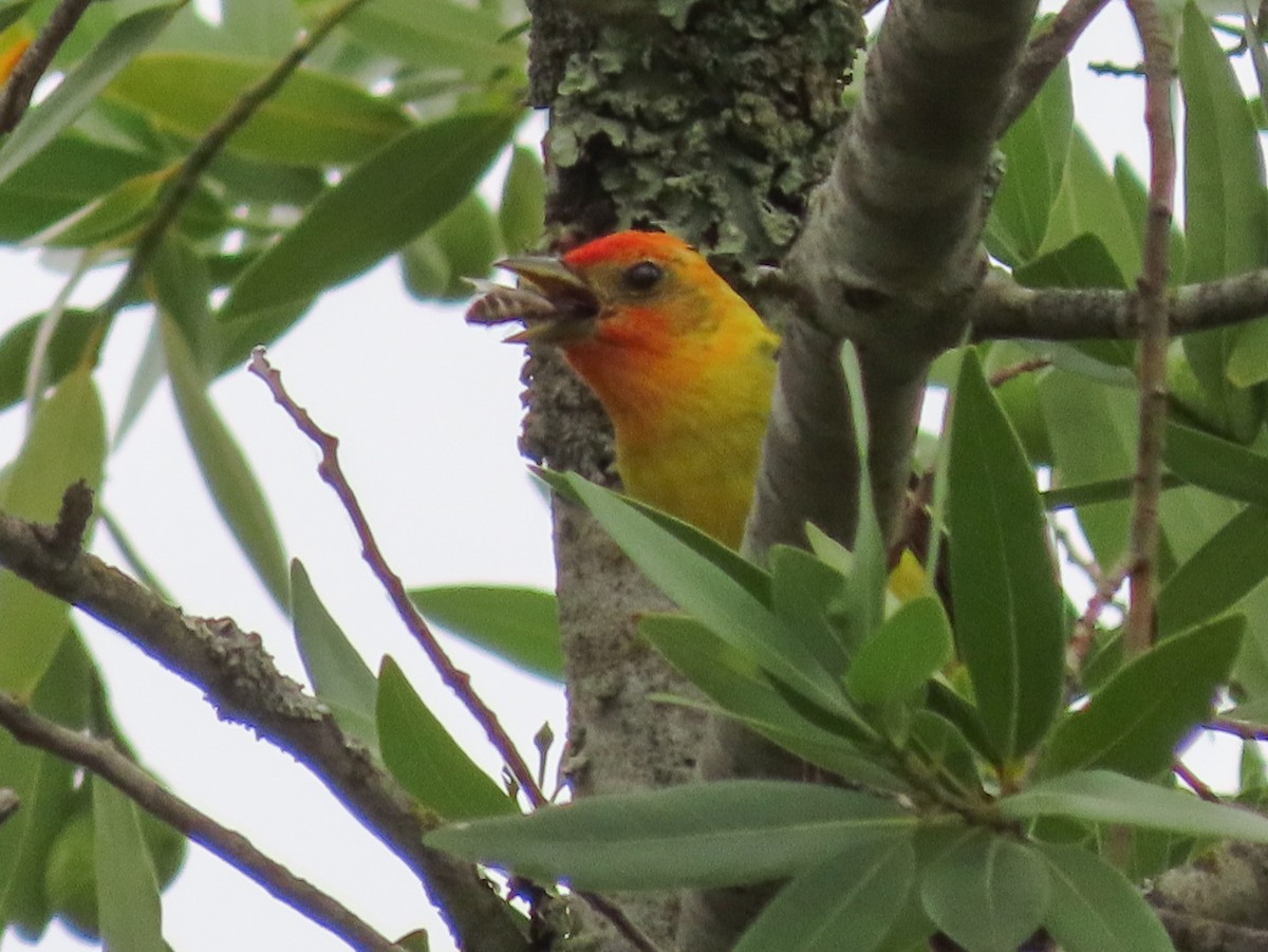 Western Tanager - Barry Langdon-Lassagne