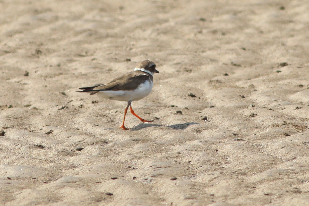 Common Ringed Plover - ML254058181