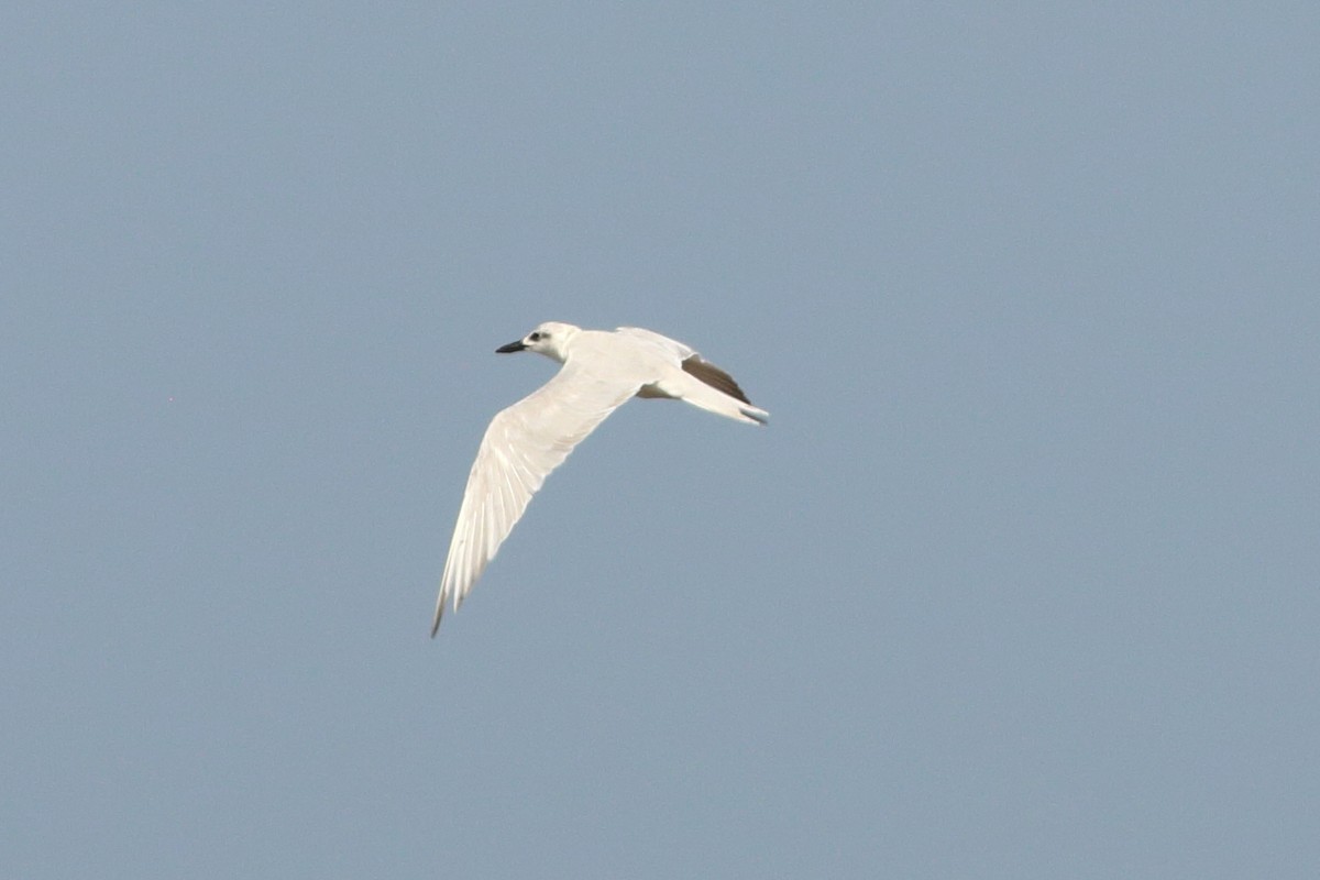 Gull-billed Tern - ML254058501