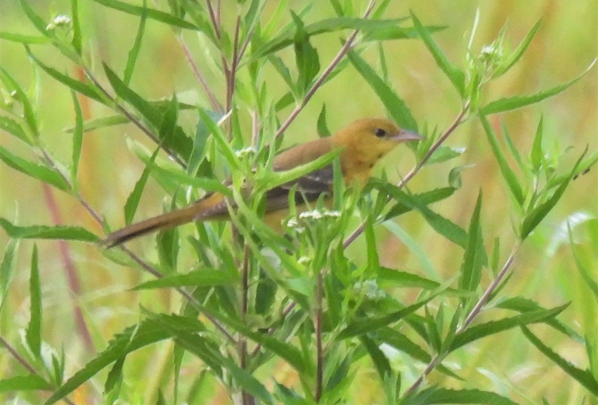Orchard Oriole - ML254058791